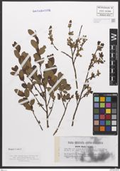 Foto von Salix caesia Vill.